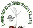 Laborat&oacute;rio de Morfologia Vegetal [La-MoVe]